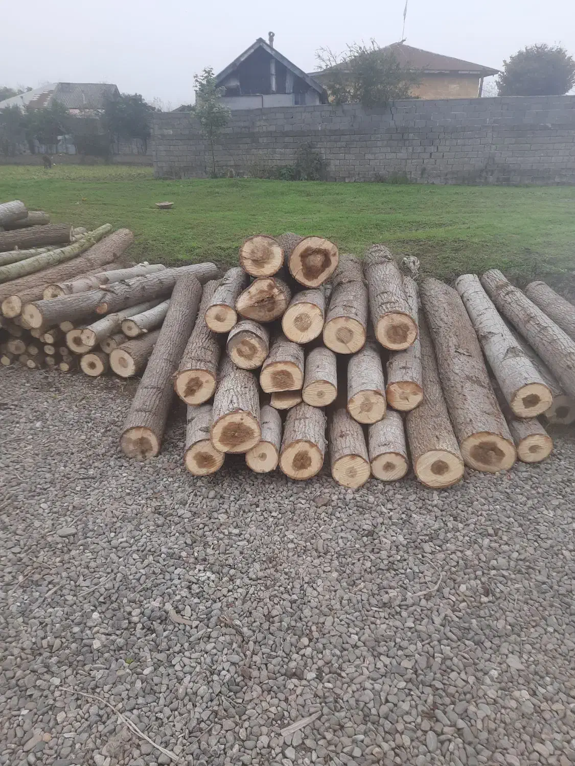 خرید چوب صنوبر و....|خدمات باغبانی و درختکاری|کوچصفهان, |دیوار