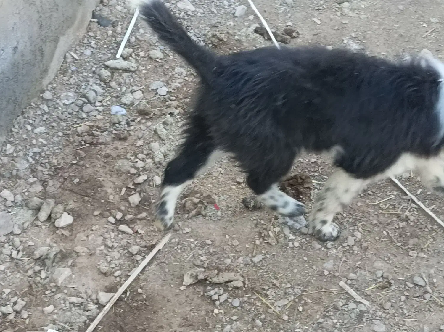 توله سگ|سگ|نجفآباد, ویلاشهر|دیوار