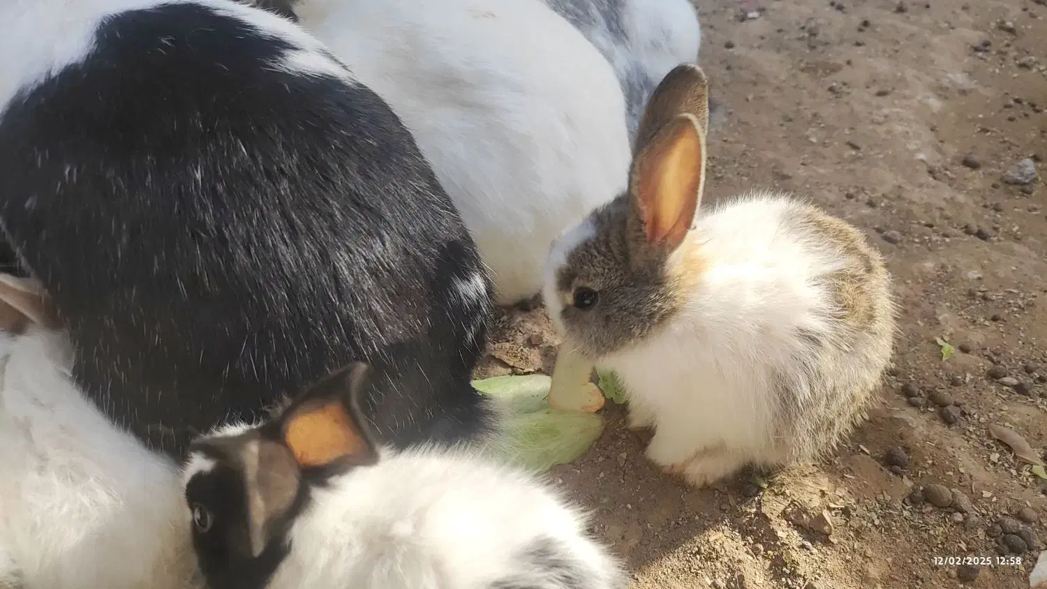 خرگوش نانازی|موش و خرگوش|سبزوار, پاسداران|دیوار