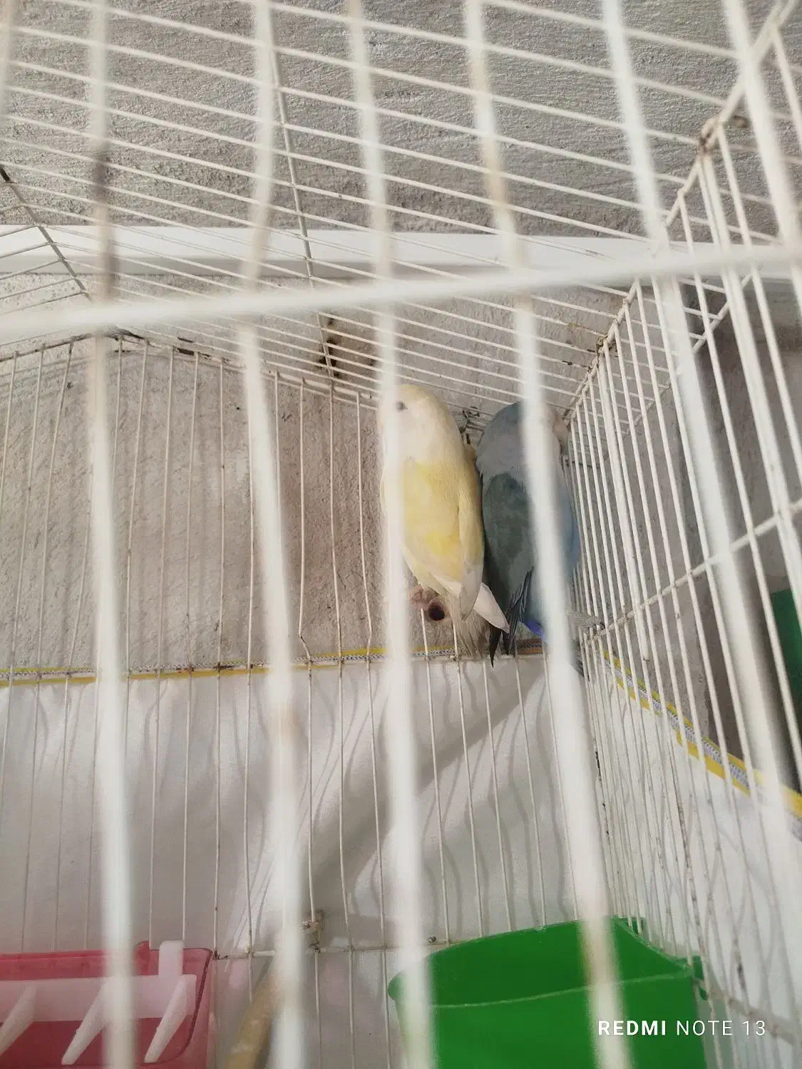 طوطی برزیلی|پرنده|ایلام, |دیوار