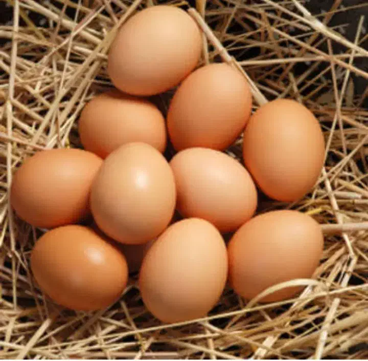 تخم مرغ محلی تازه|خوردنی و آشامیدنی|کبودرآهنگ, |دیوار