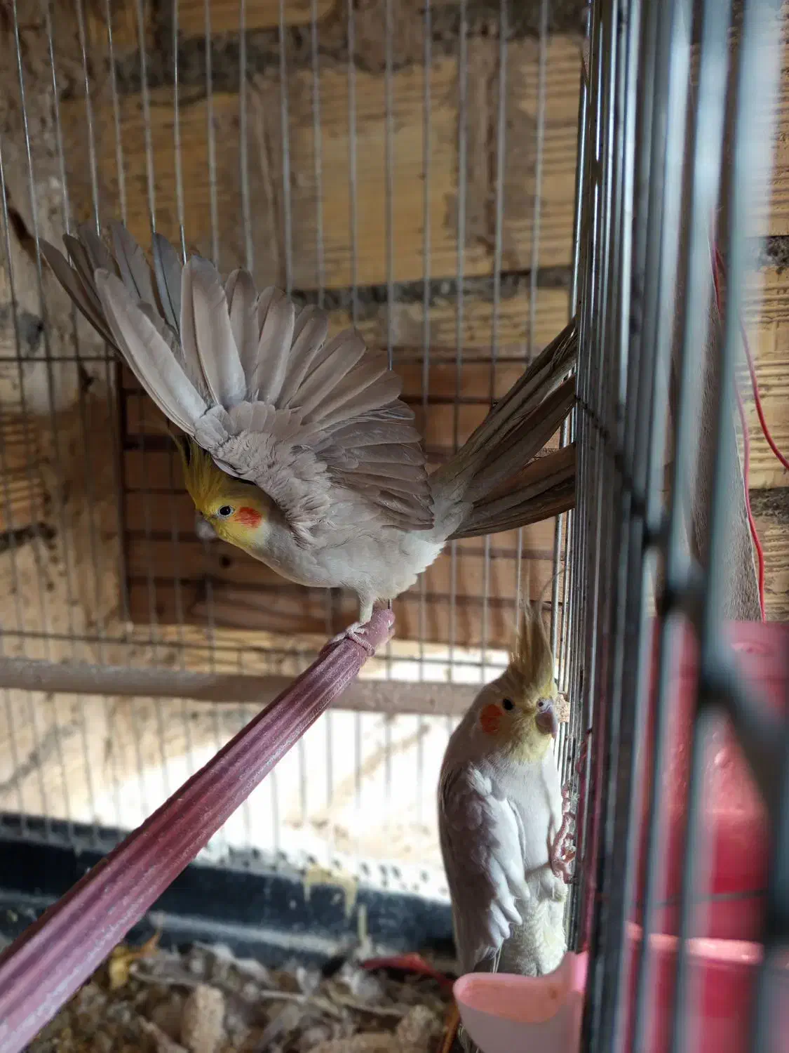 طوطی عروس مولد|پرنده|محمدشهر, ولدآباد|دیوار