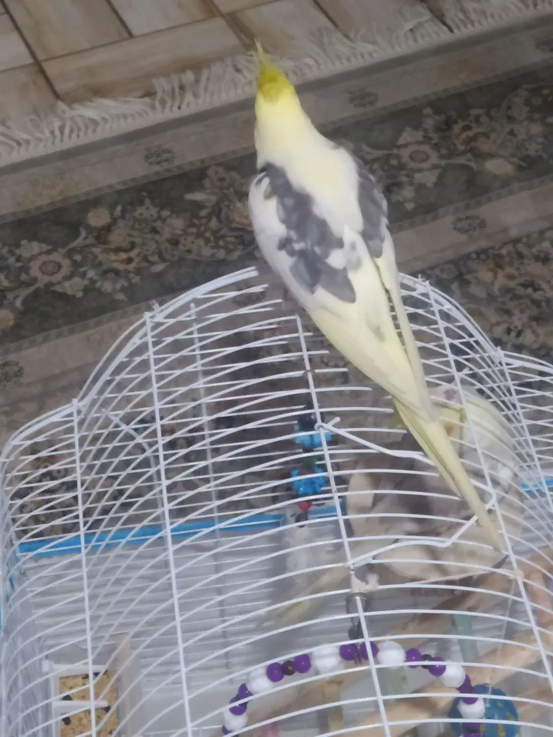 دو عدد طوطی عروس هلندی نر زیبا|پرنده|رشت, سعدی (تختی)|دیوار