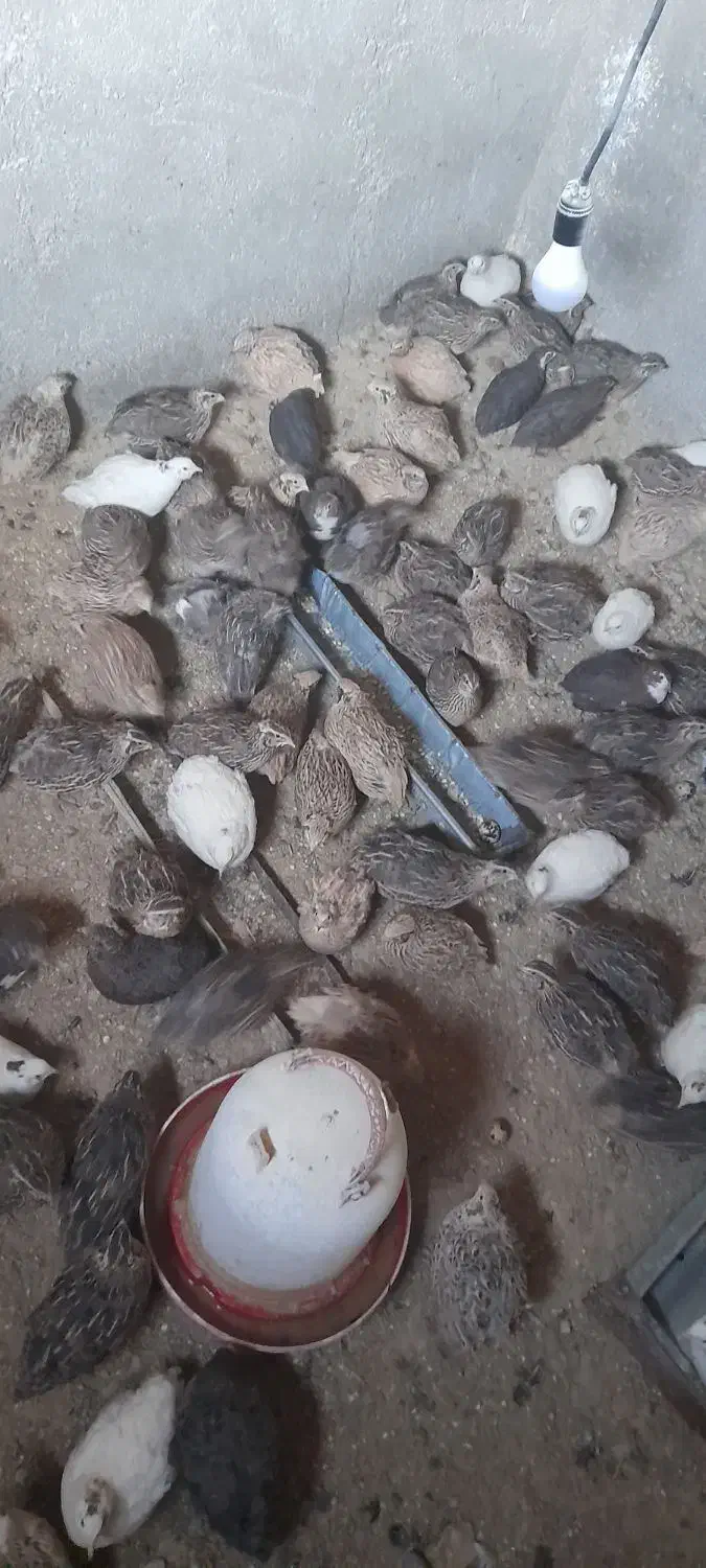 بلدرچین تخم گذار و گوشتی|پرنده|صفادشت, |دیوار