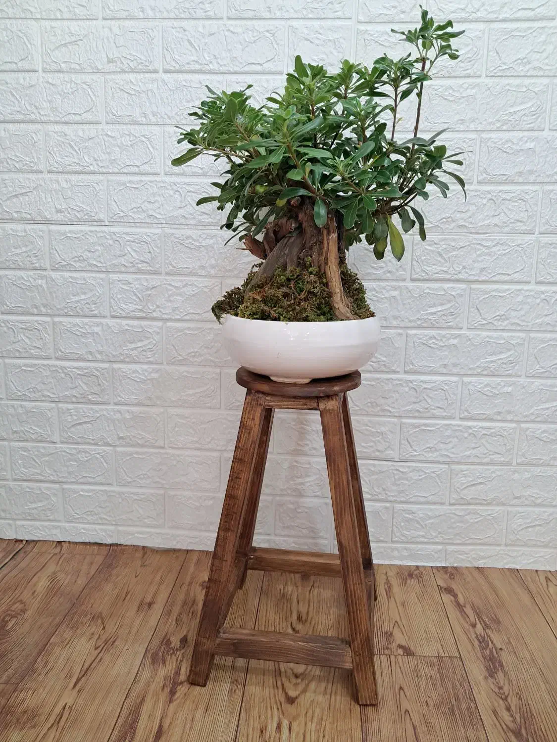 استند گل|کتابخانه، شلف، قفسههای دیواری|نجفآباد, کشاورز|دیوار