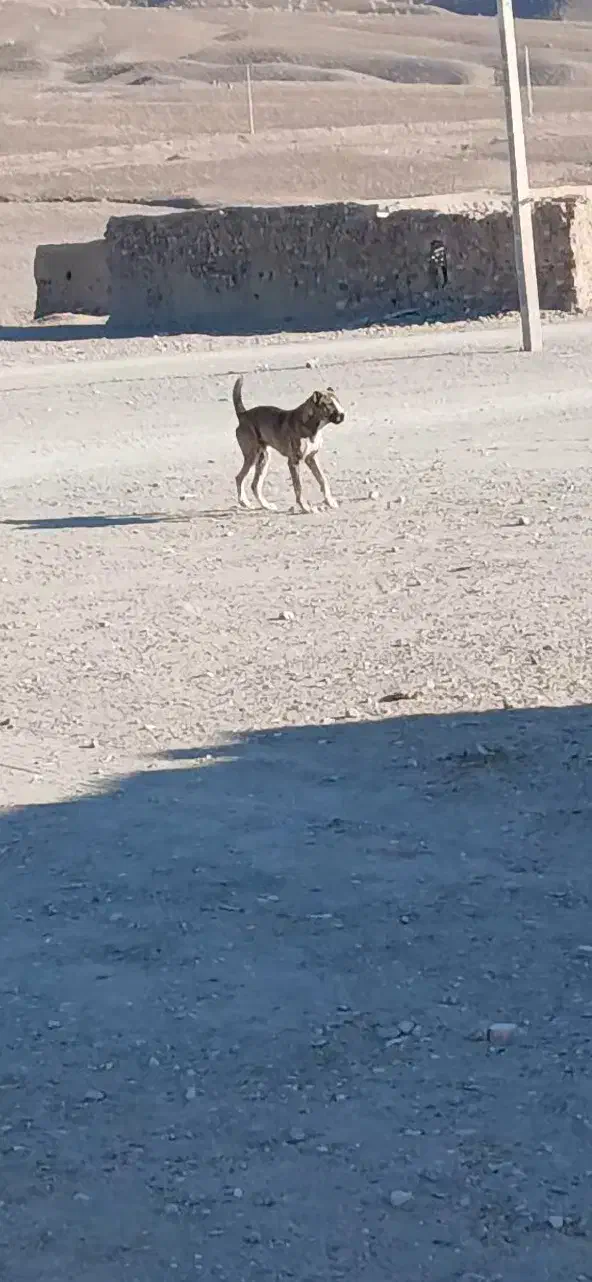 سگ نژاد افغانی|سگ|سربیشه, |دیوار