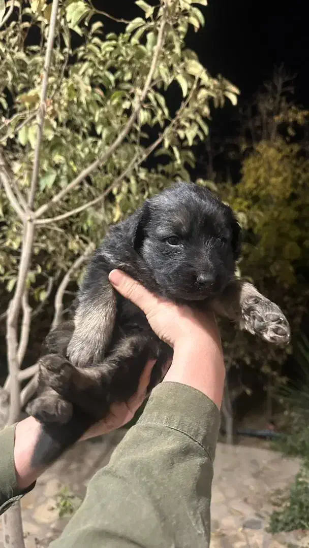 فروش سگ ژرمن شپرد|سگ|نجفآباد, ویلاشهر|دیوار