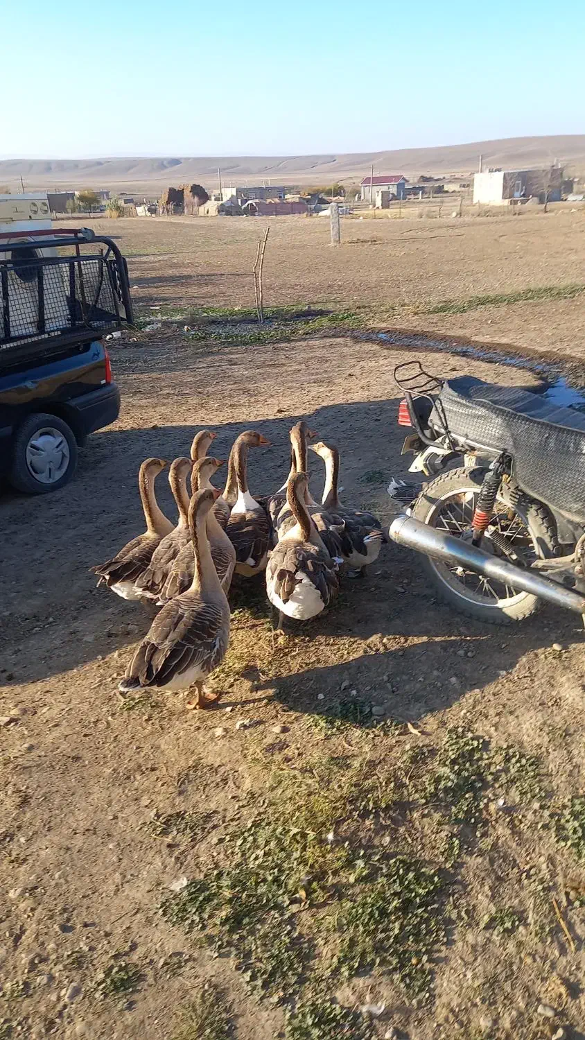 قاز|حیوانات مزرعه|قشلاق دشت, |دیوار