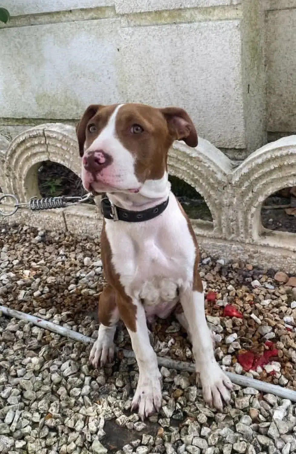 گمشده|حیوانات|قزوین, |دیوار