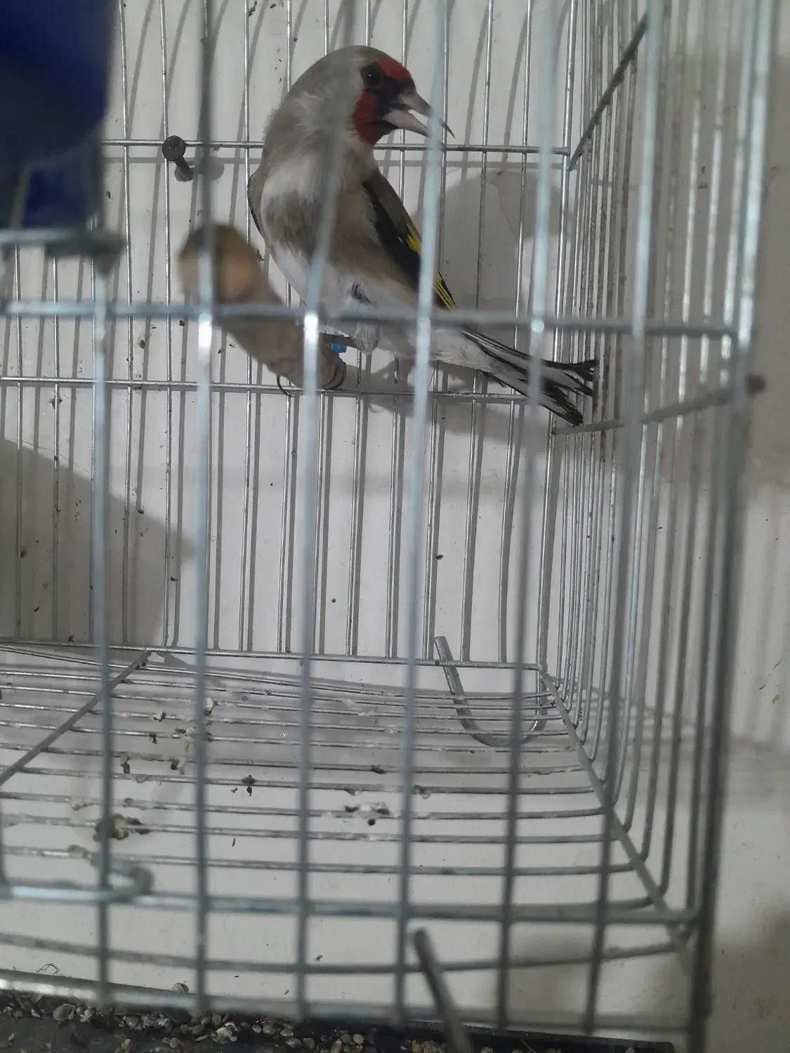 سهره|پرنده|بجنورد, |دیوار