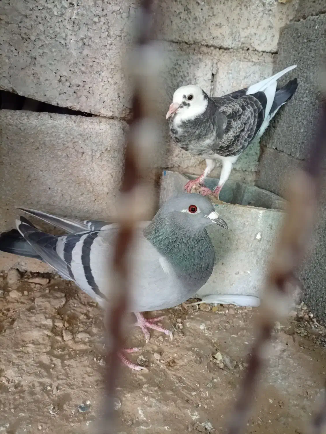 کبوتر پلاکی|پرنده|آبپخش, |دیوار