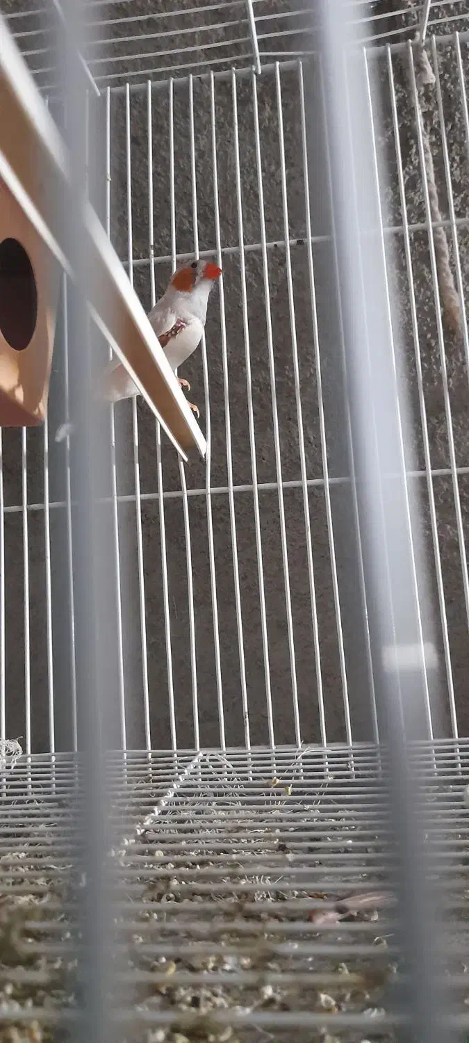 دوجفت فنچ|پرنده|بردسکن, |دیوار