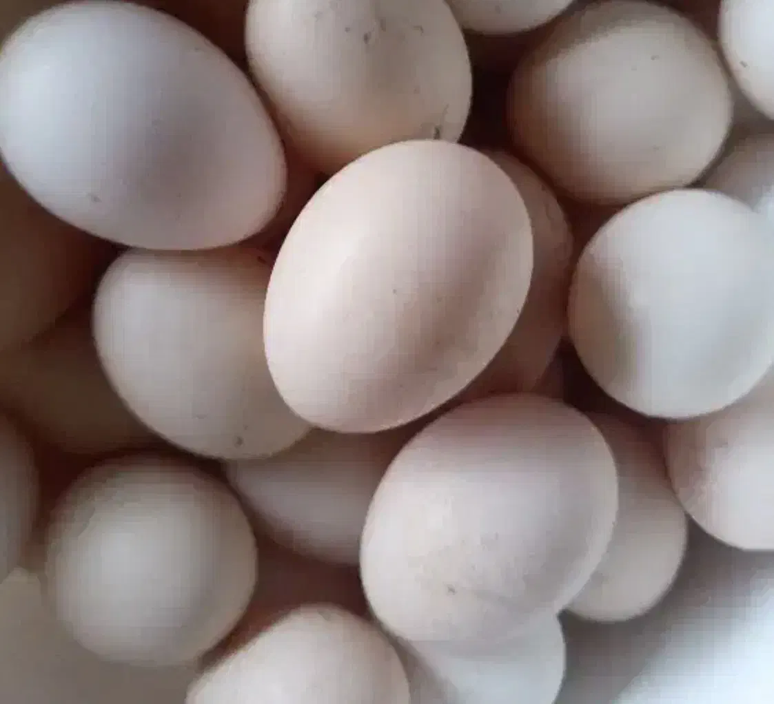 تخم مرغ محلی|حیوانات مزرعه|دهدشت, |دیوار