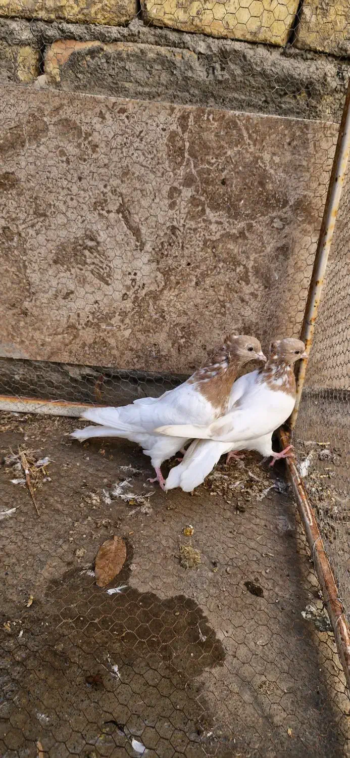 کبوتر کله زرد|پرنده|مبارکه, |دیوار