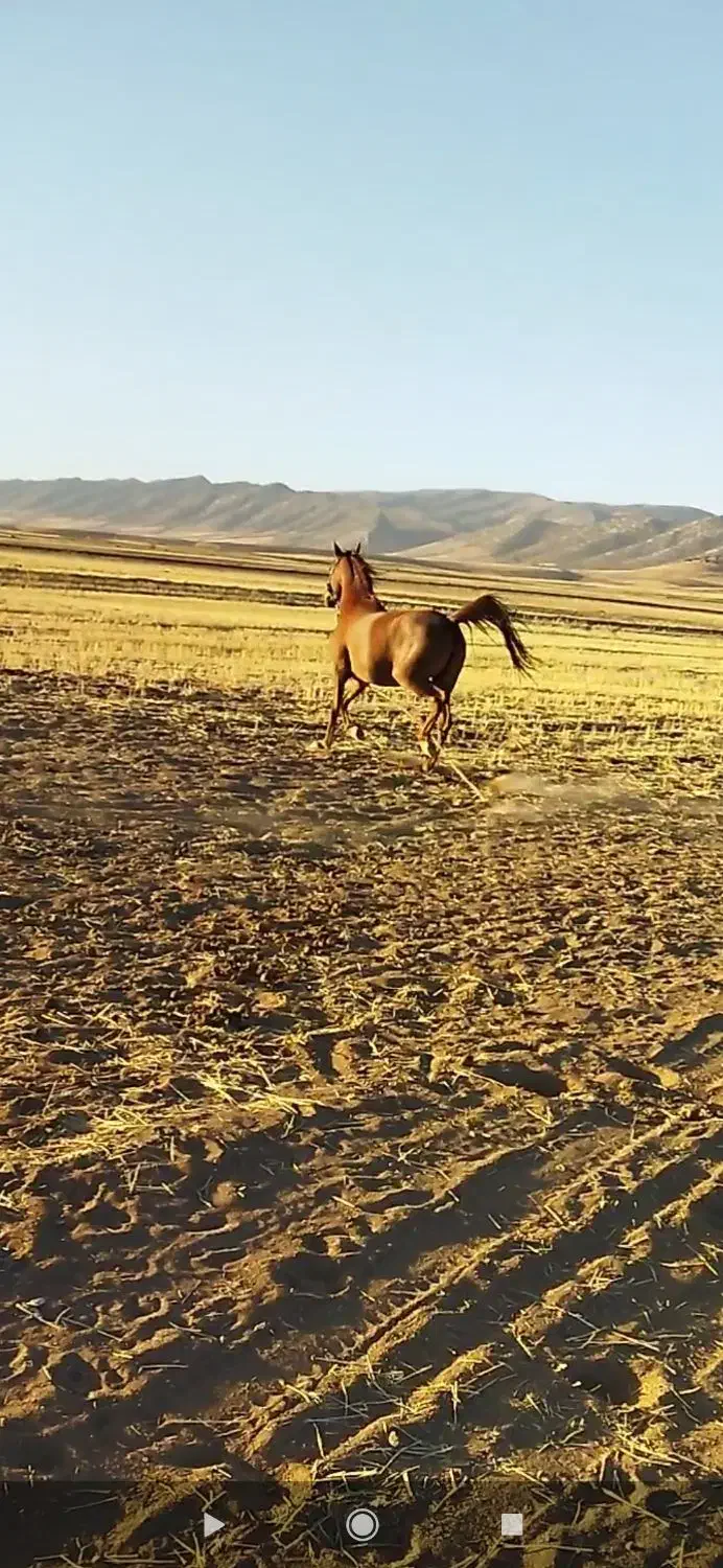 اسب ( مادیان)|اسب و تجهیزات اسبسواری|گیلان غرب, |دیوار