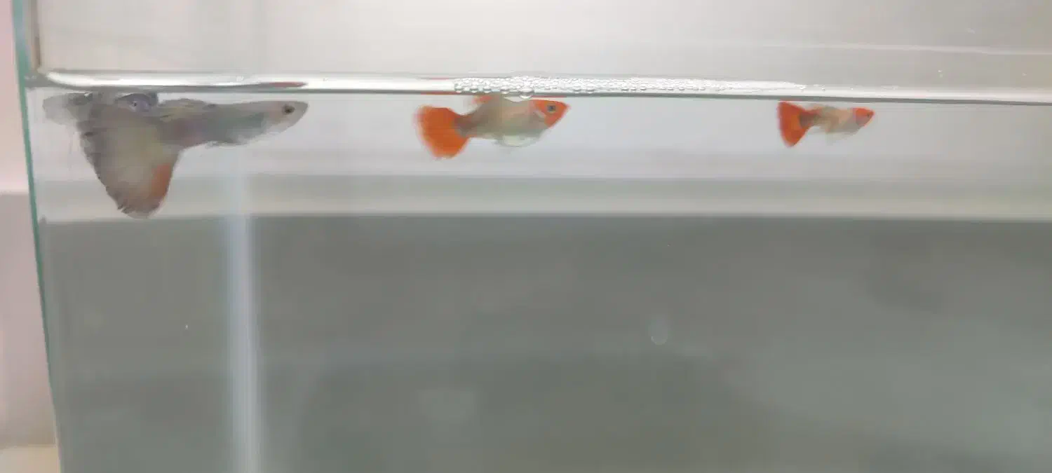 4عدد ماهی گوپی|ماهی|کرمانشاه, |دیوار