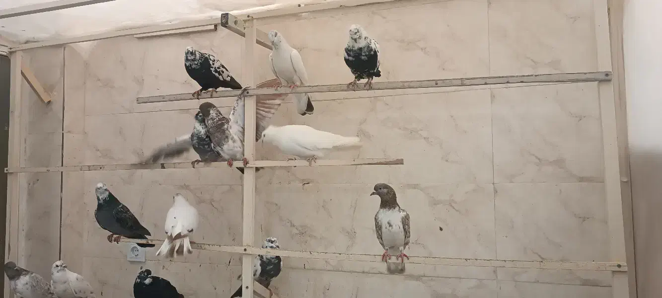 کبوتر|پرنده|ارومیه, |دیوار