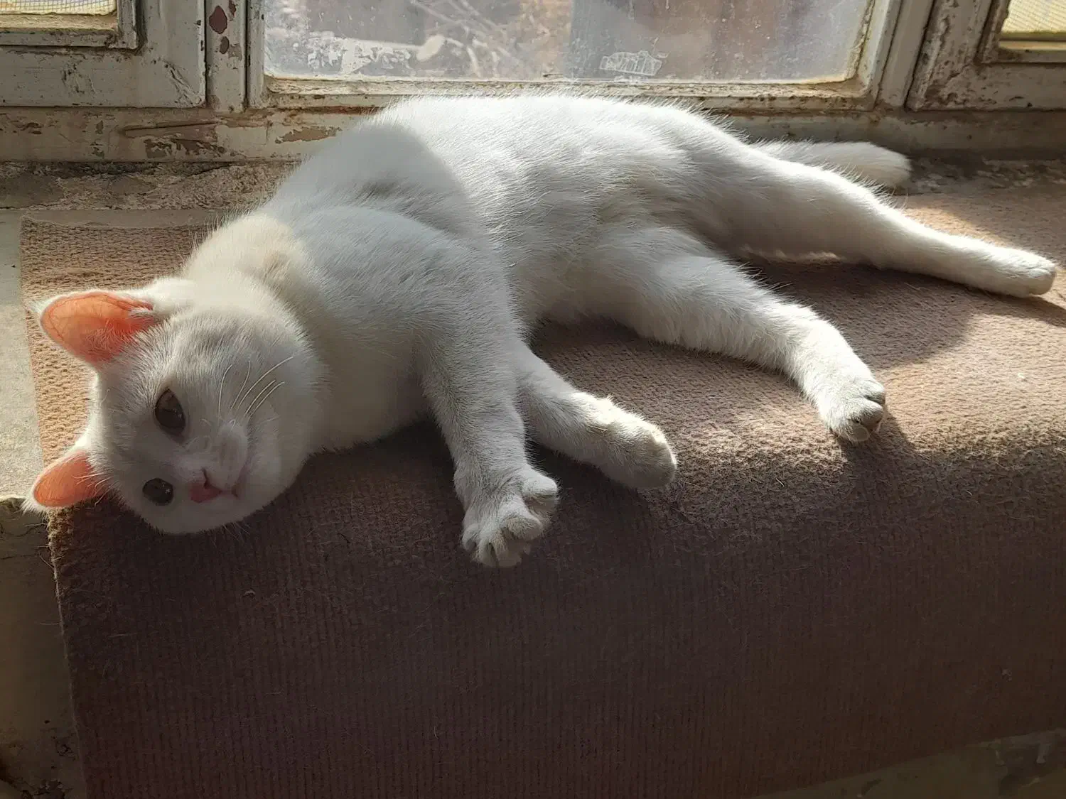 گربه|گربه|زرند, |دیوار