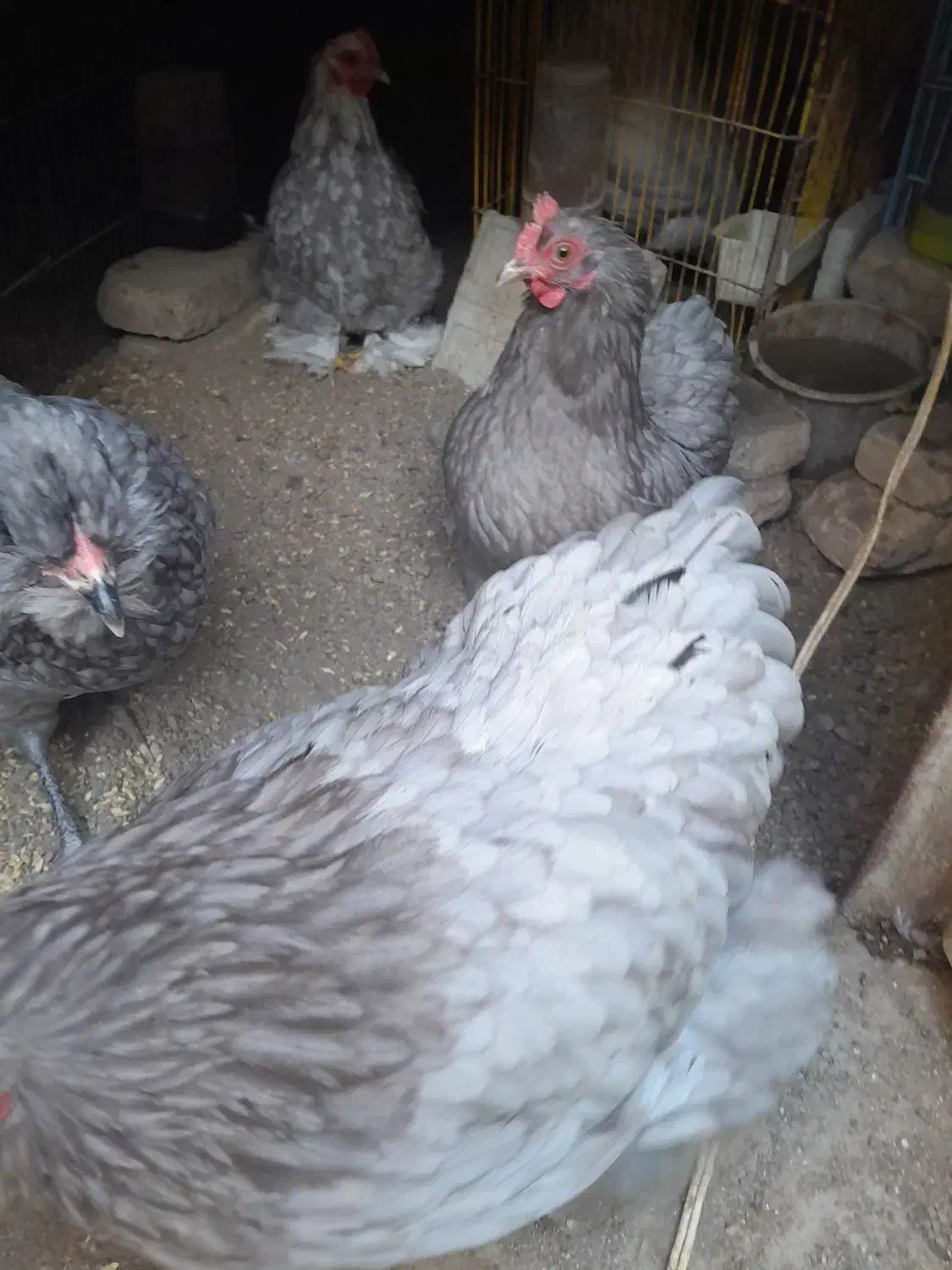 مرغ وخروس|حیوانات مزرعه|اسکو, |دیوار