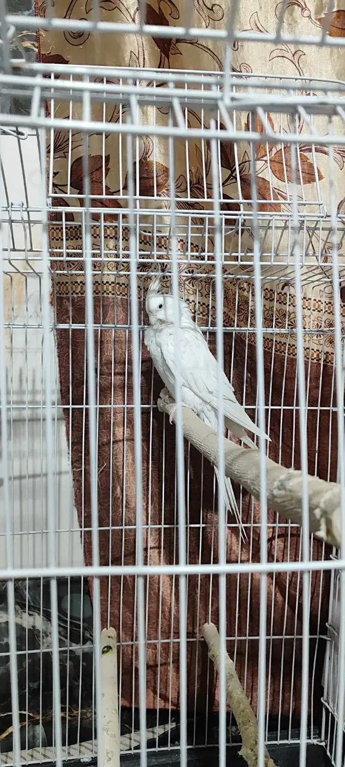 عروس هلندی|پرنده|خاش, |دیوار