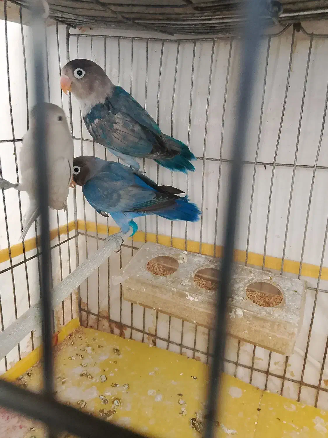 کوتوله|پرنده|سمیرم, |دیوار