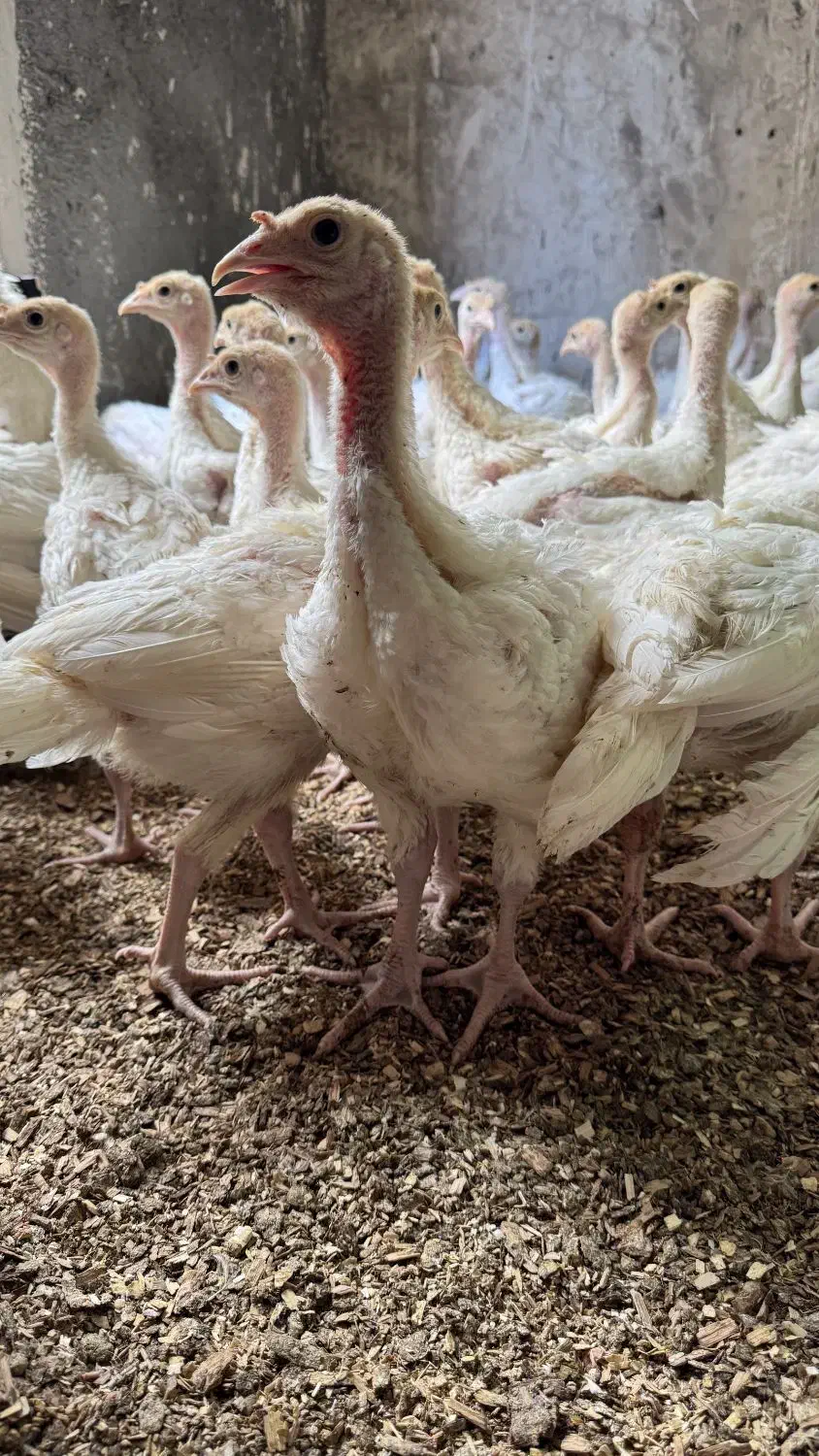 نیمچه جوجه بوقلمون بیوتی ۴۰ روزه|حیوانات مزرعه|تهران, کن|دیوار