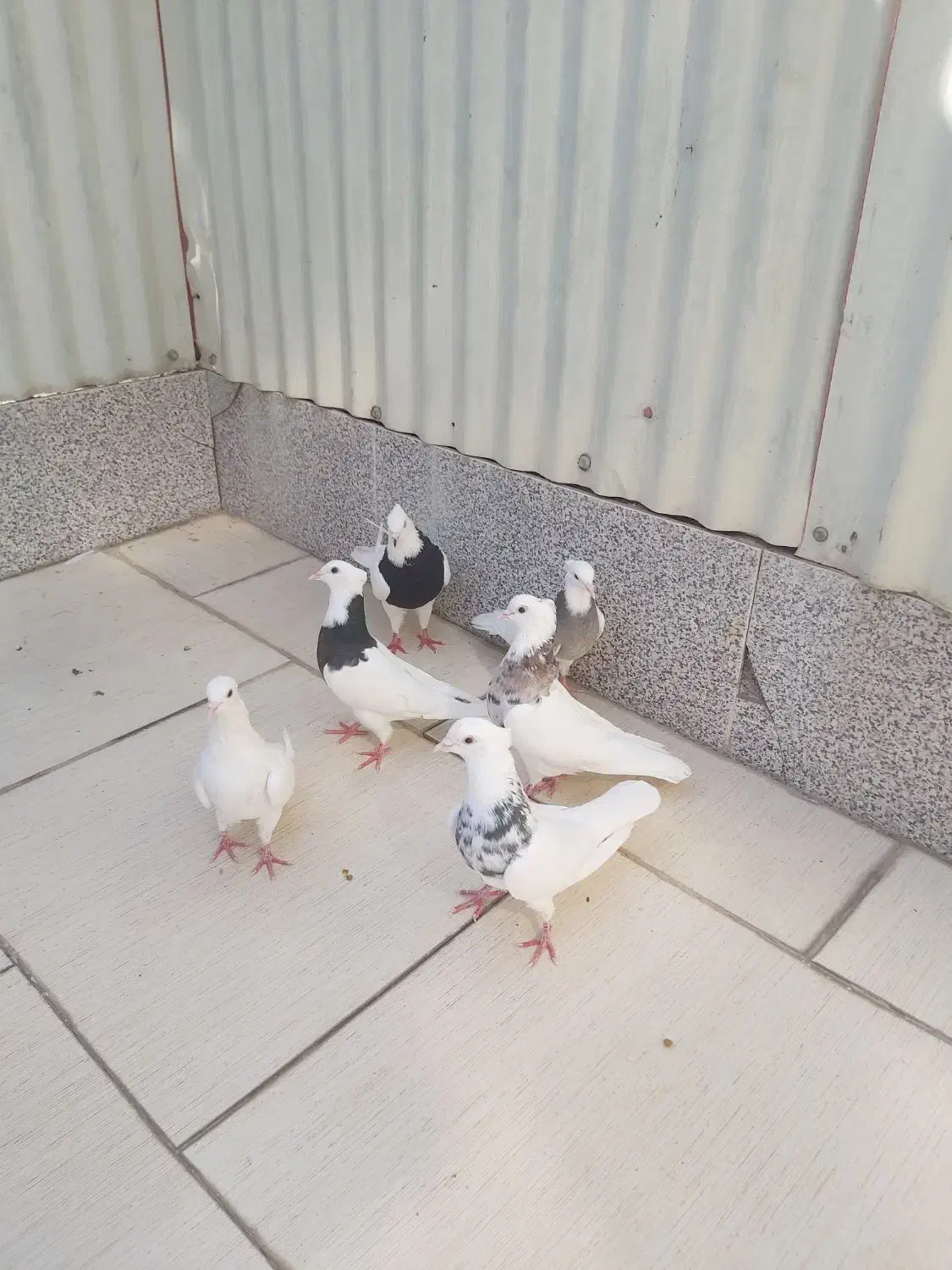 کفتر طوقی یک جفت سرور و ۴تا طوقی جوان|پرنده|اردکان, |دیوار