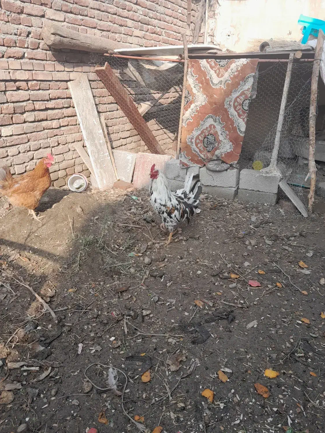 خروس زیبا ومحلی زرنگ|حیوانات مزرعه|محمدبار, |دیوار