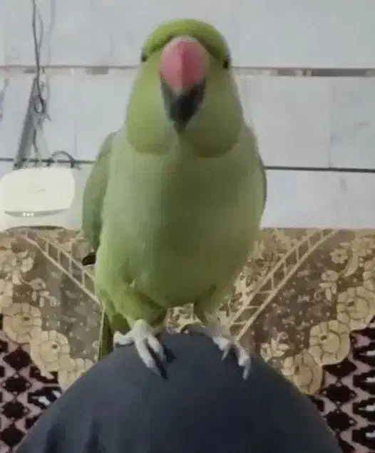 طوطی سخنگو|پرنده|فردوس (خراسان), |دیوار