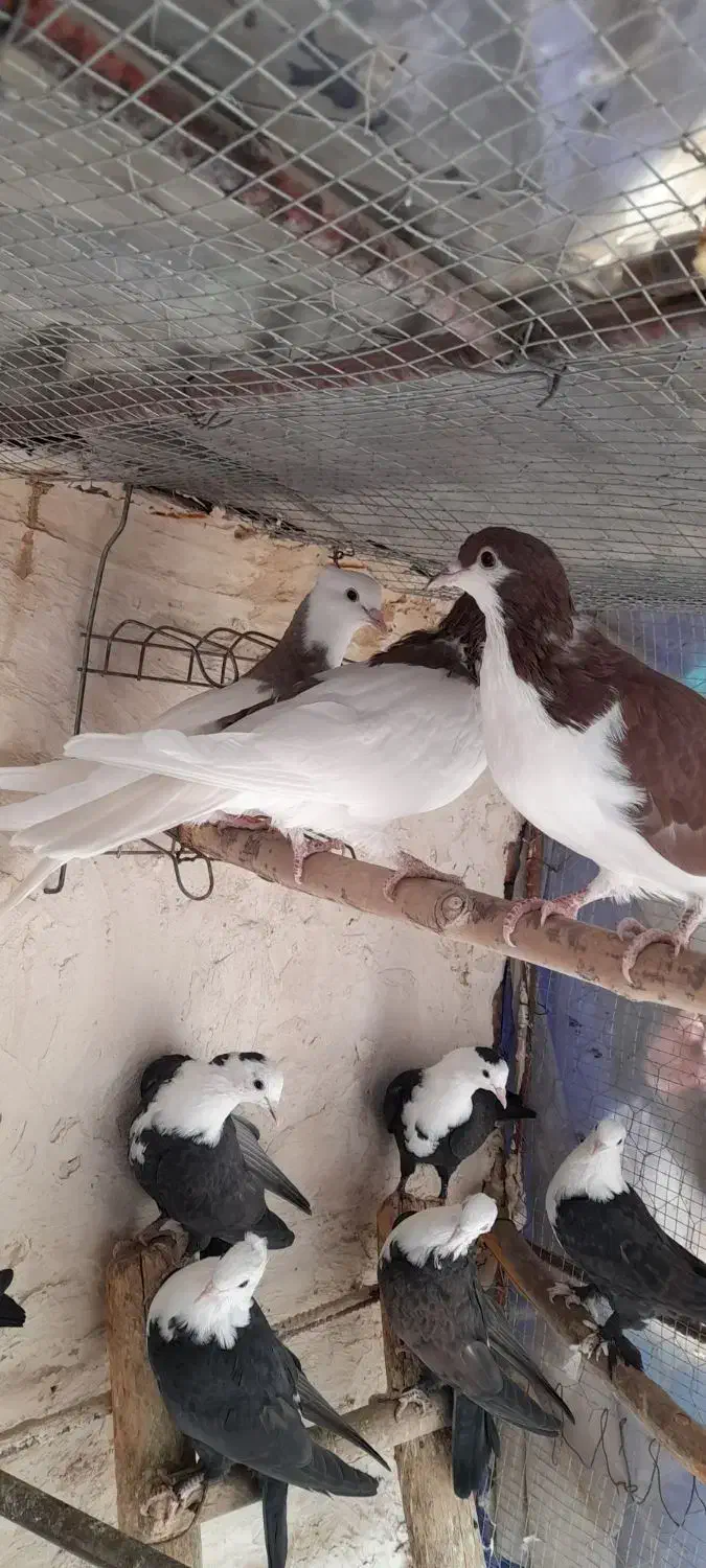 کربلایی کله سفید|پرنده|فرح دشت, |دیوار