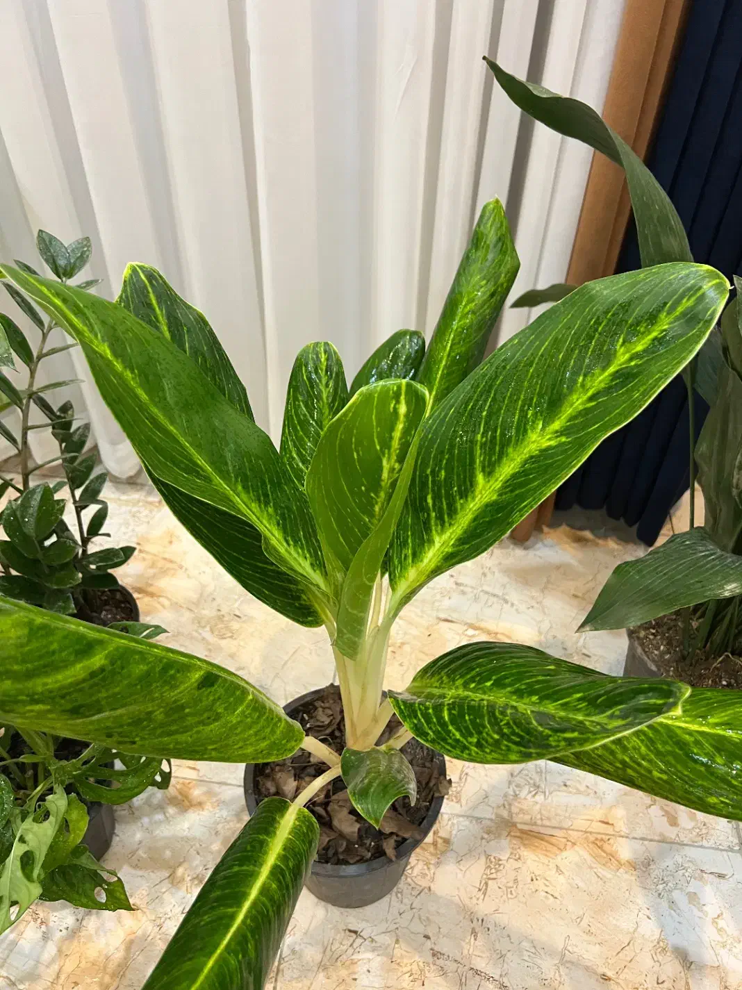 گل اپارتمانی مستقیم از گلخانه|گل و گیاه طبیعی|سنندج, |دیوار