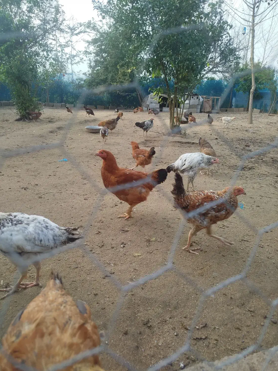 مرغ و خروس گلپایگان ۷ماهه و جوجه۳ماهه|حیوانات مزرعه|رودسر, |دیوار