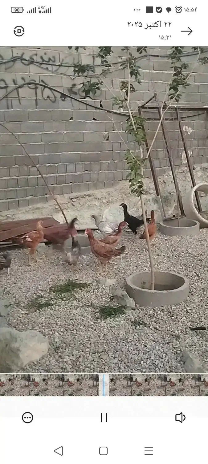 مرغ و خروس لاری|حیوانات مزرعه|رودهن, |دیوار