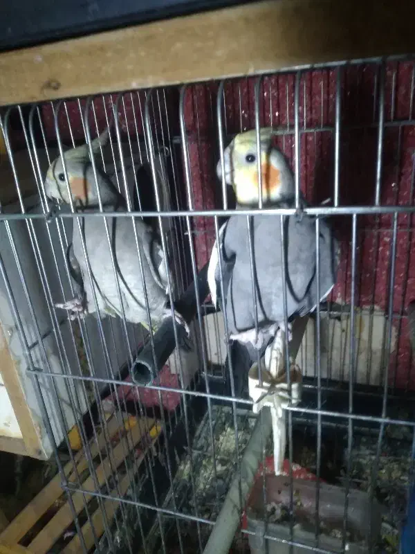 عروس هلندی|پرنده|رباطکریم, شهرک صنعتی دهحسن|دیوار