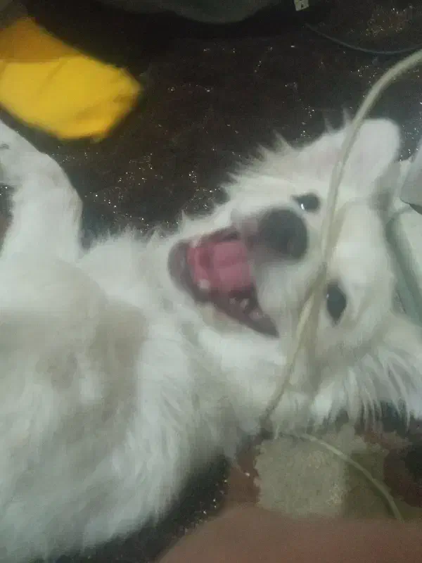 فروش یه قلاده سگ پامر وشیتزو|سگ|کرج, حیدرآباد|دیوار