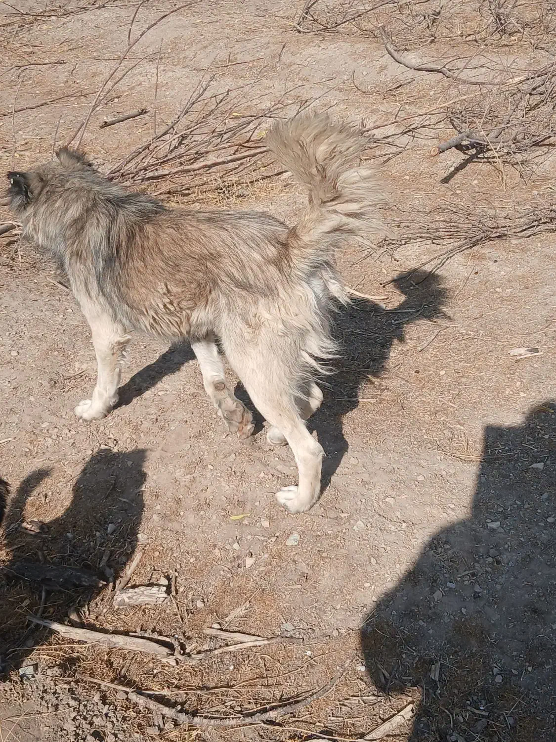 سگ گله ای  دو عدد|سگ|کهک, |دیوار