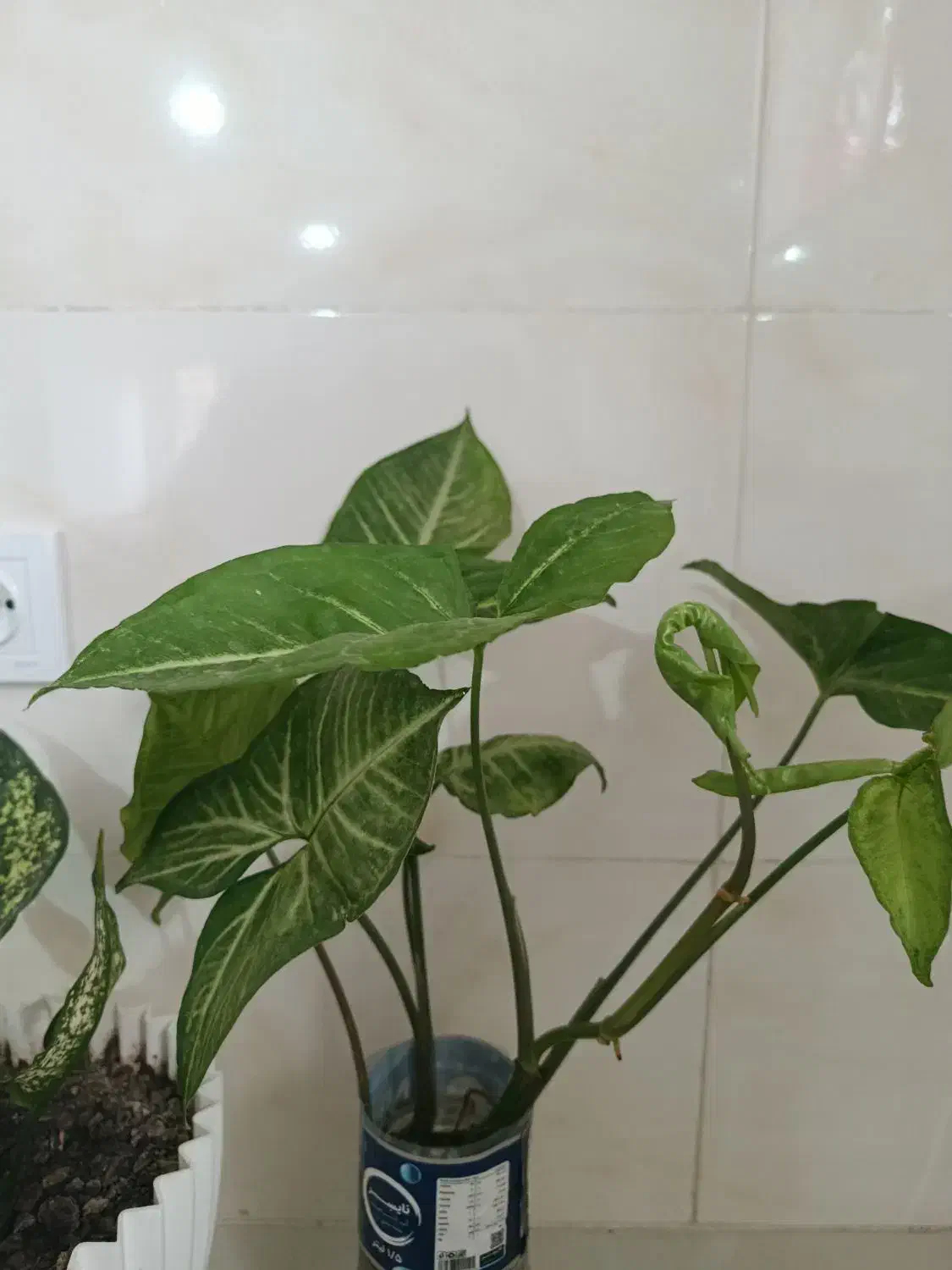 گل و گیاه|گل و گیاه طبیعی|آق قلا, |دیوار