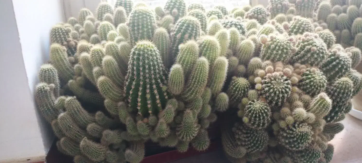 کاکتوس  بسیار زیبا و بزرگ|گل و گیاه طبیعی|تربت‌حیدریه, شهرک ولیعصر|دیوار