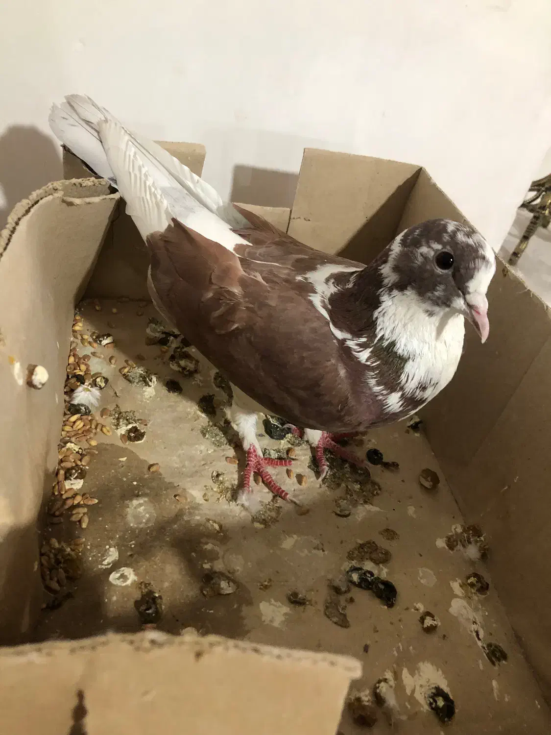 کبوتر|پرنده|بناب, |دیوار