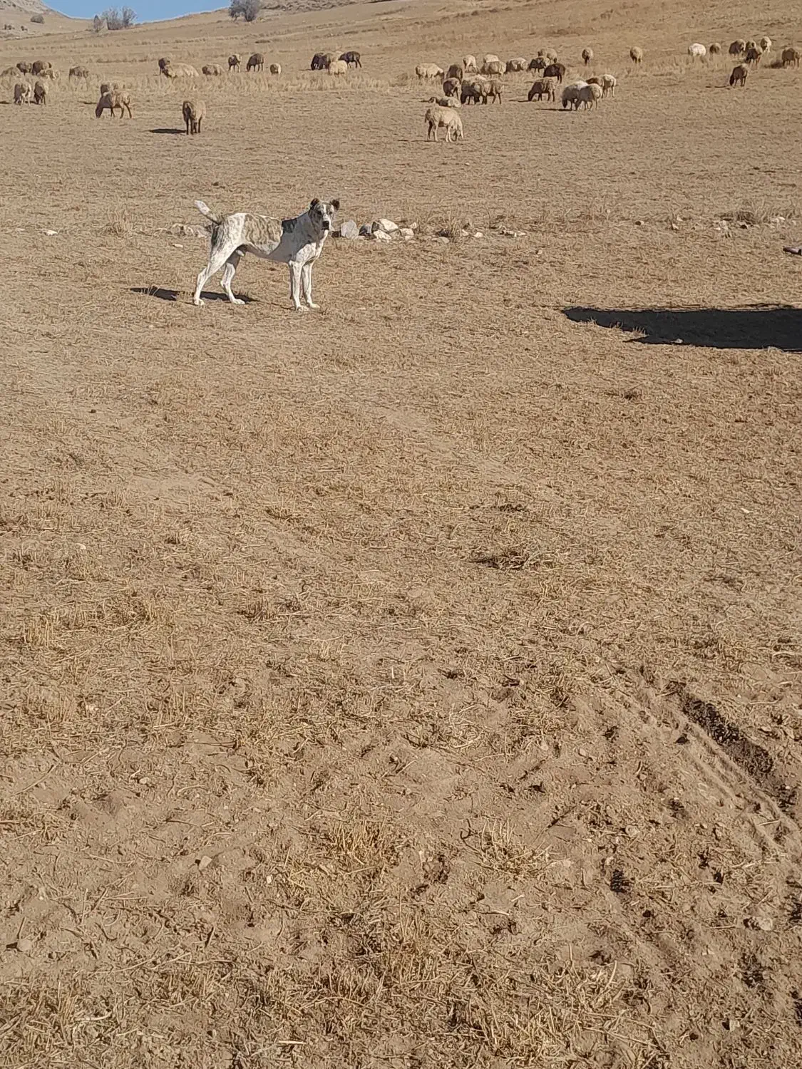 سگ خراسانی|سگ|شیروان (خراسان), |دیوار