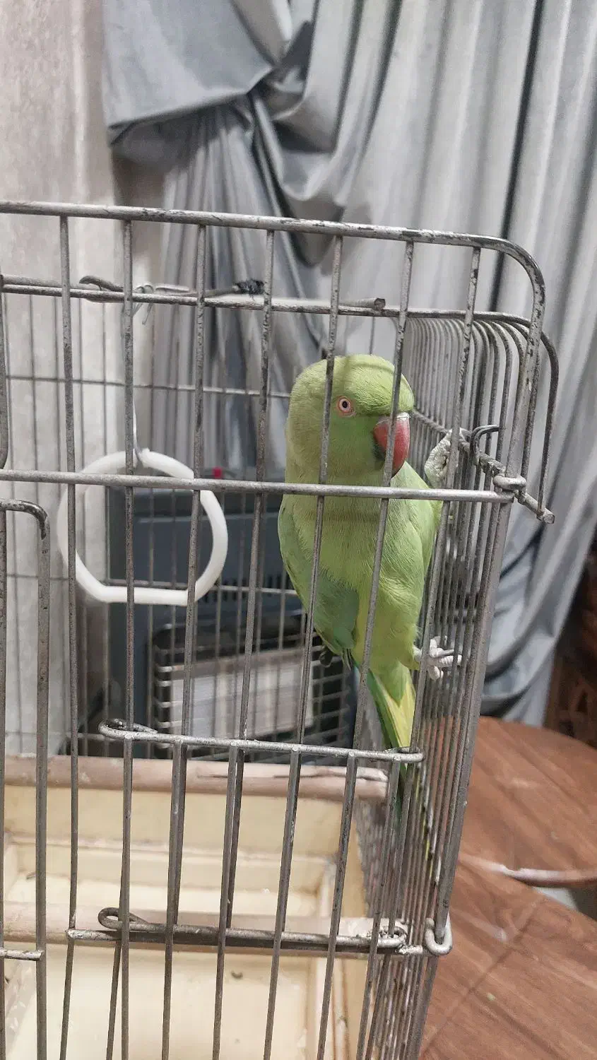 طوطی ملنگو|پرنده|دزفول, |دیوار