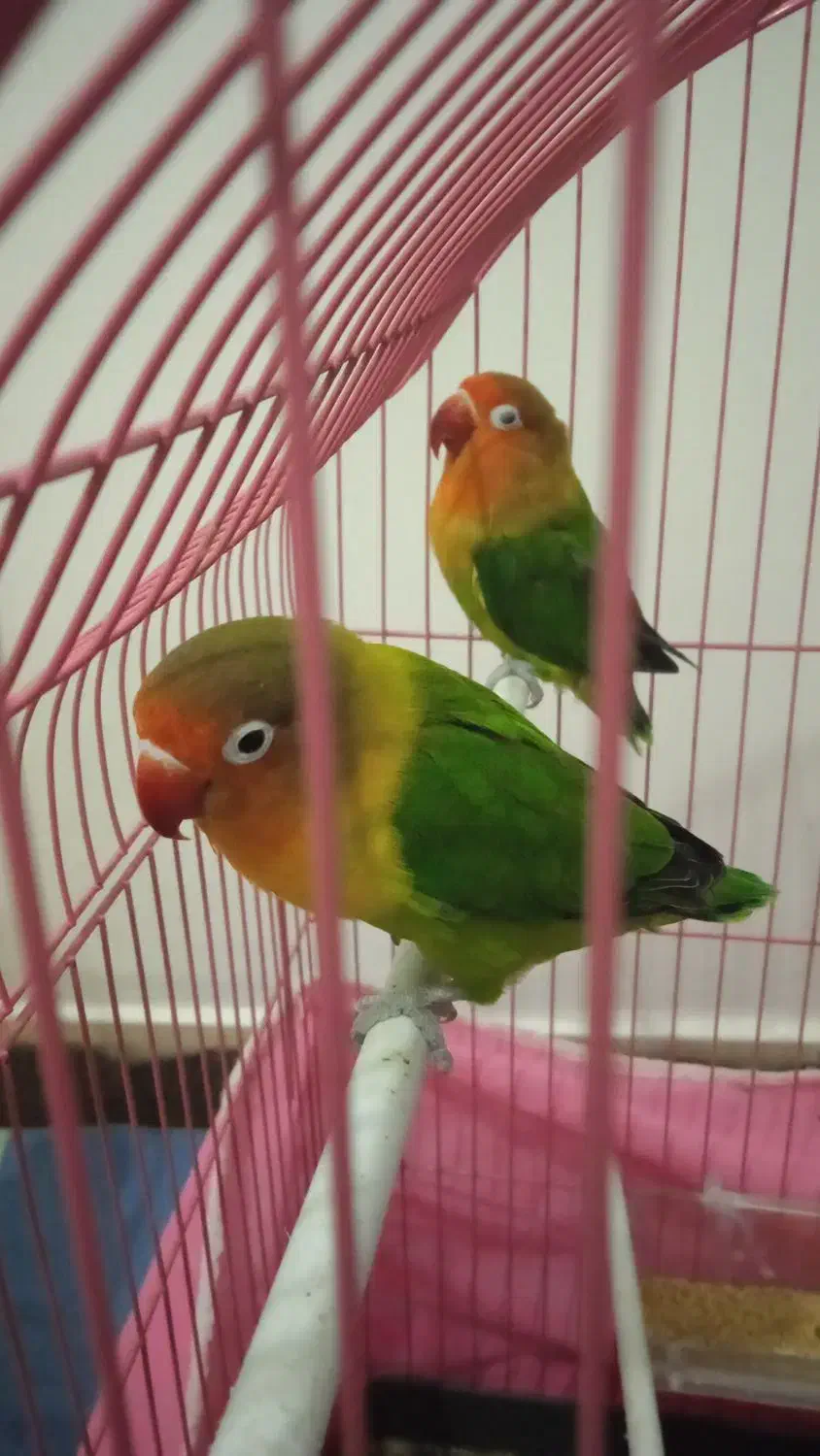 کاملا اهلی|پرنده|ارومیه, |دیوار