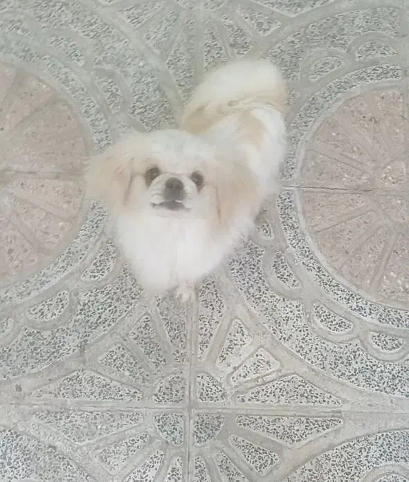 پیکینیز امپریال|سگ|ملایر, |دیوار