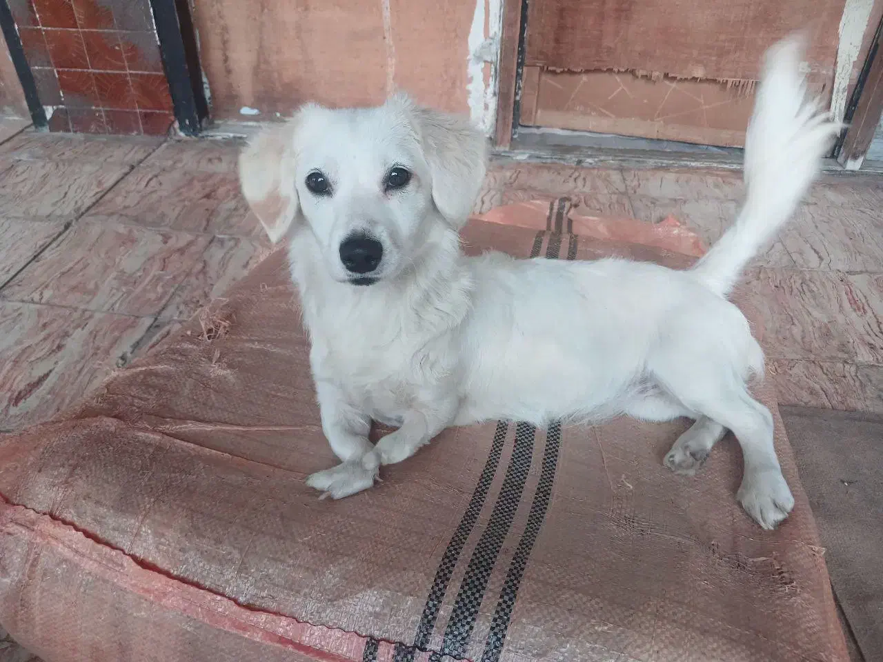 ژرمن شپرد اصل و میکس پامرانین|سگ|سرخرود, |دیوار