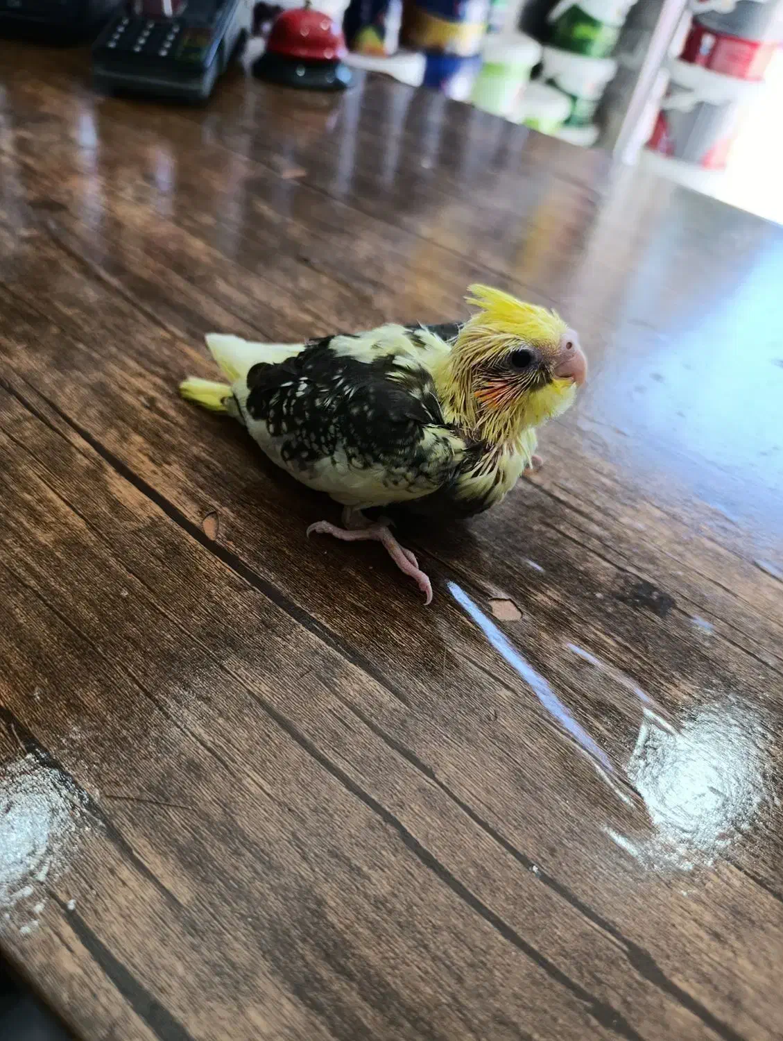 جوجه سرلاکی عروس هلندی|پرنده|ساری, |دیوار