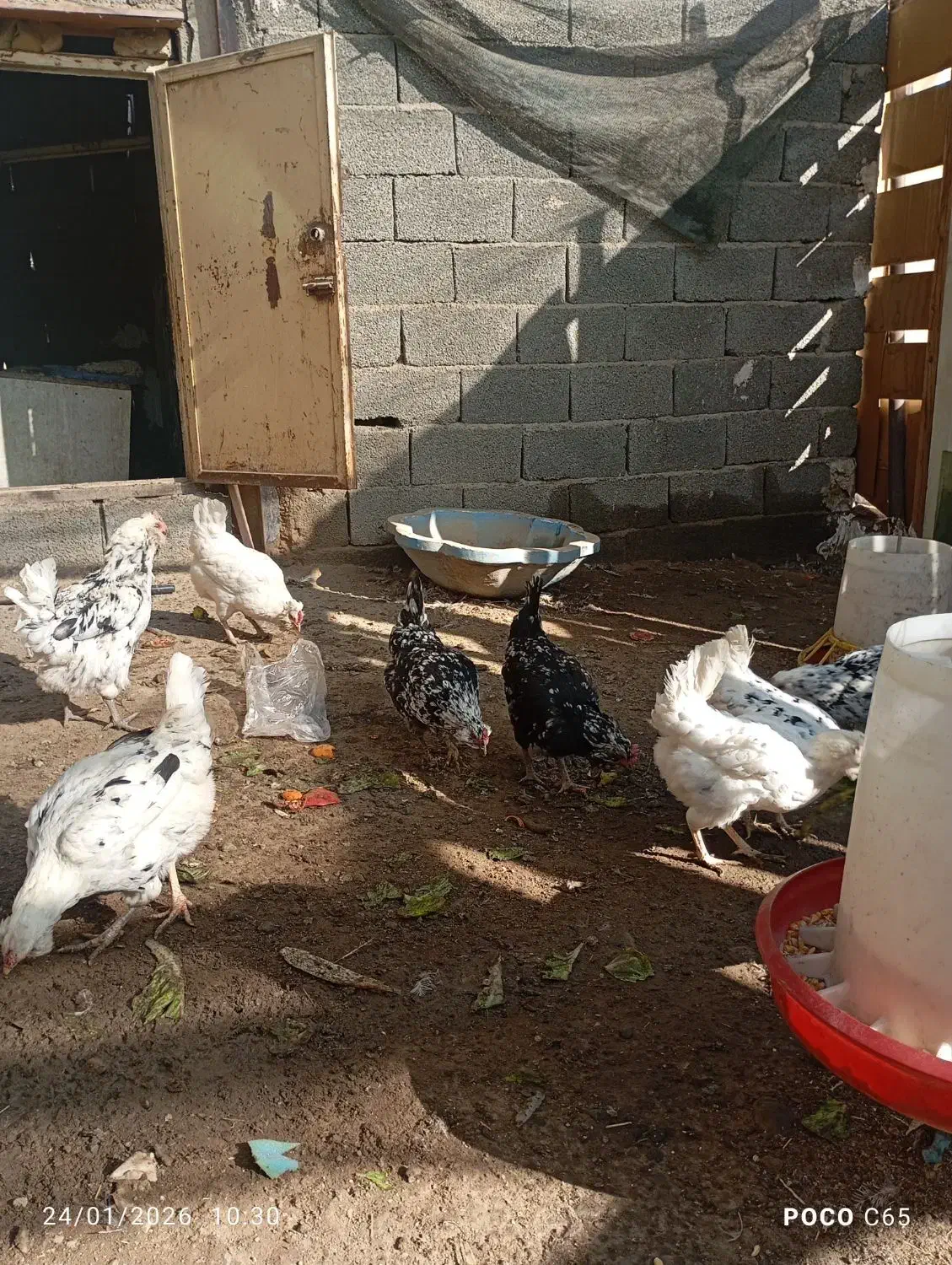 تخم مرغ گلین|حیوانات مزرعه|مشکیندشت, |دیوار