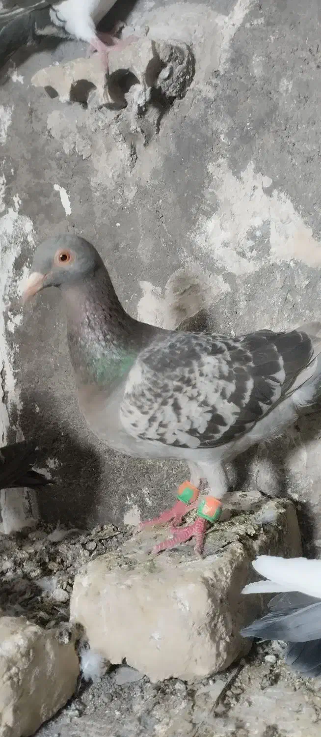 کفتر فروشی|پرنده|مشهد, صیدآباد|دیوار