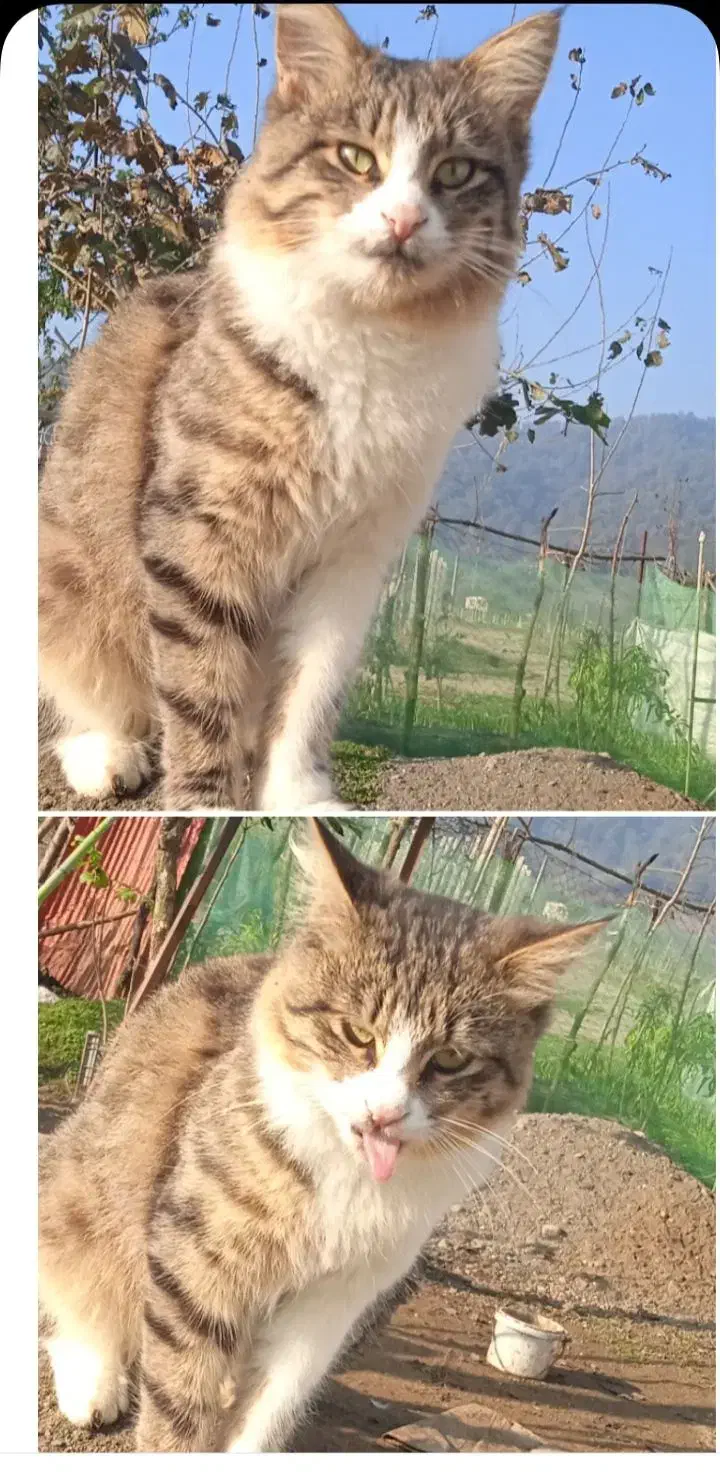 گربه‌گمشده‌‌اطراف‌هله‌سرا.میدان‌فوتبال‌شلقون|گربه|چوبر, |دیوار