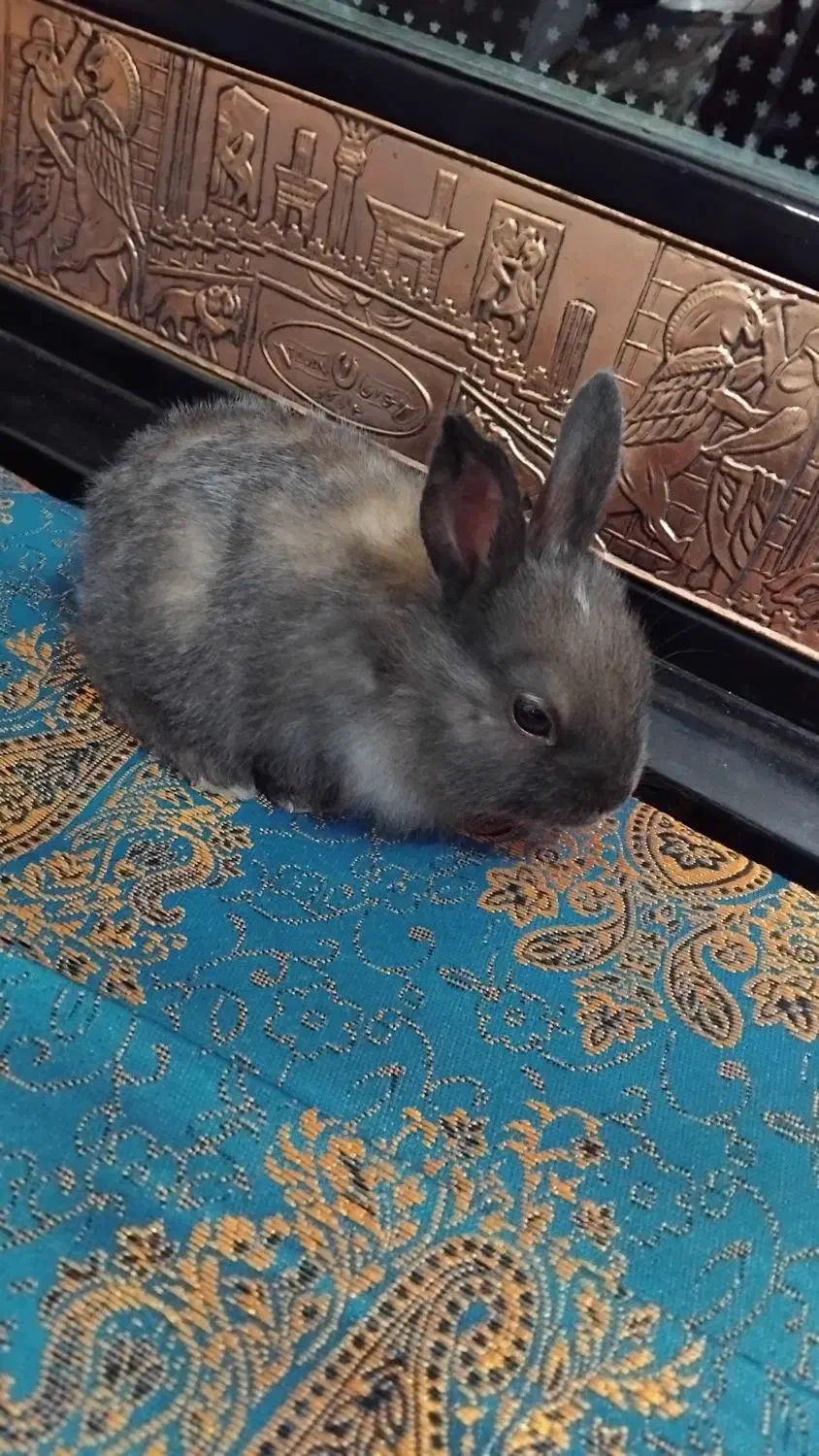 خرگوش|موش و خرگوش|کرمان, |دیوار