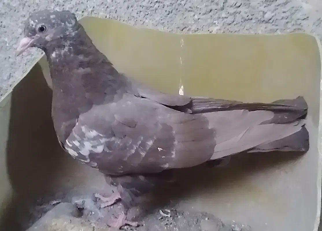 جوجه سینه|پرنده|مشهد, پایگاه شکاری|دیوار